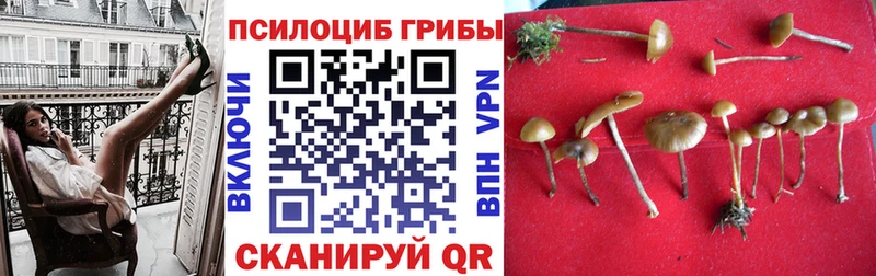 Псилоцибиновые грибы Psilocybe  ОМГ ОМГ ONION  Горбатов  купить  